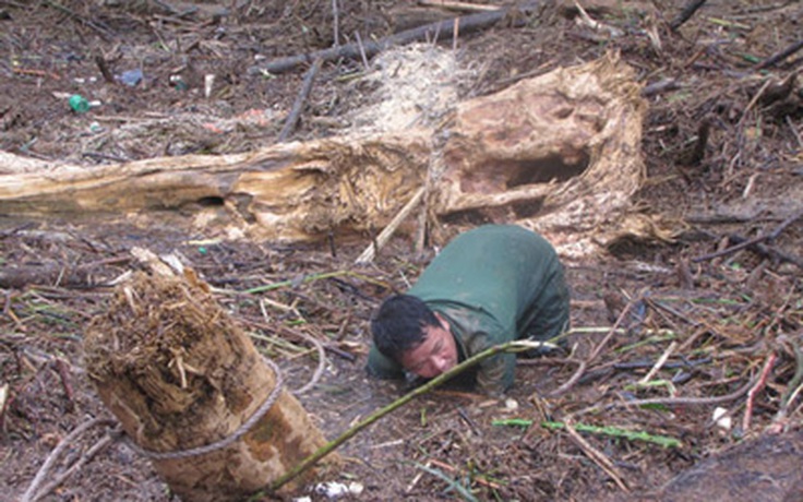 "Lũ gỗ" ngập tràn bên bờ sông Ngàn Phố
